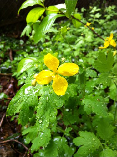 Chelidonium majus